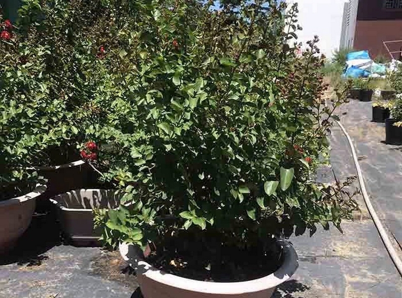 Hoa tường vi ảnh 5