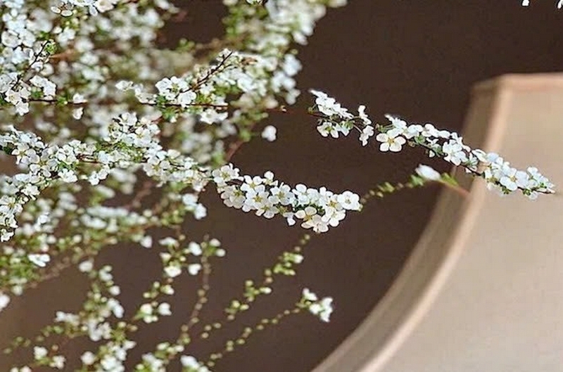 Hoa tuyết mai
