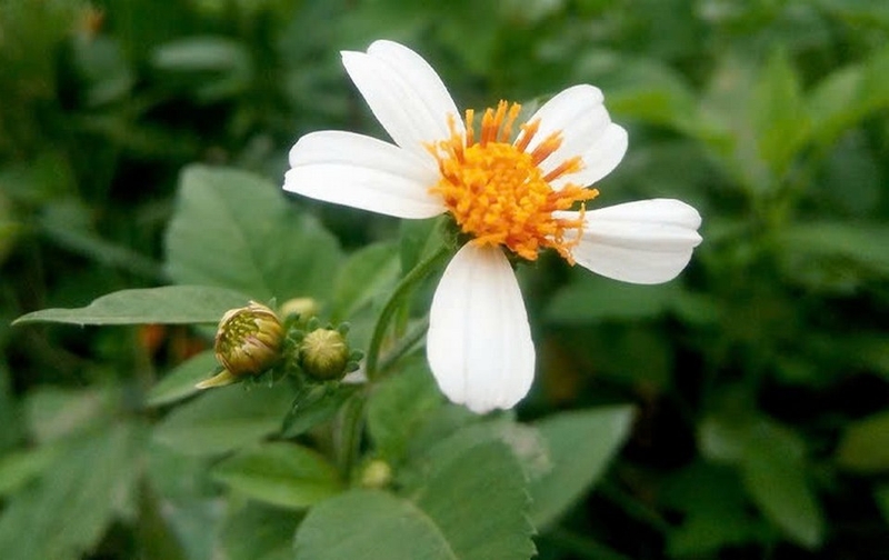 Hoa xuyến chi ảnh 1