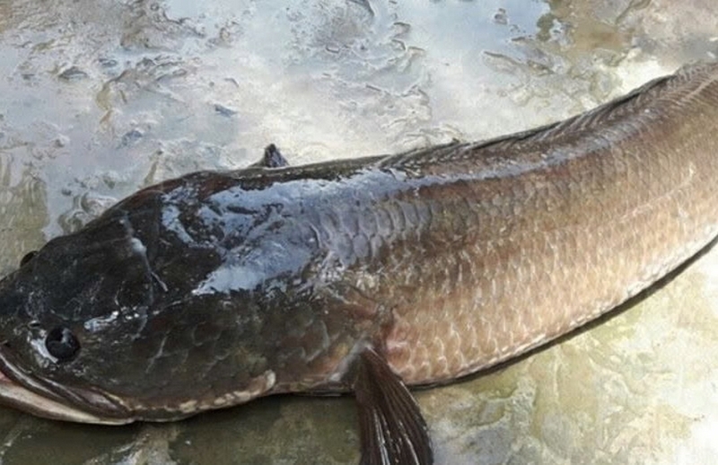 hủ tiếu cá ảnh 1