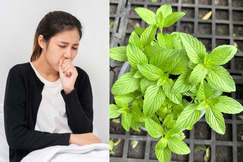 Giải cảm, giảm nghẹt mũi, trị ho