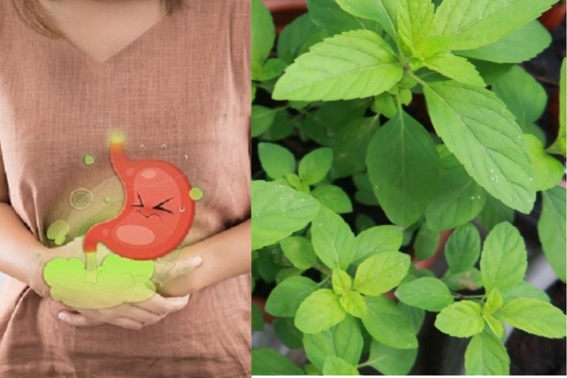 Hỗ trợ tiêu hóa, chướng bụng, giảm đầy hơi