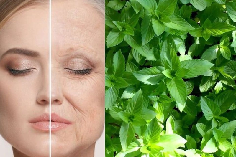 Chống oxy hóa, bảo vệ tế bào