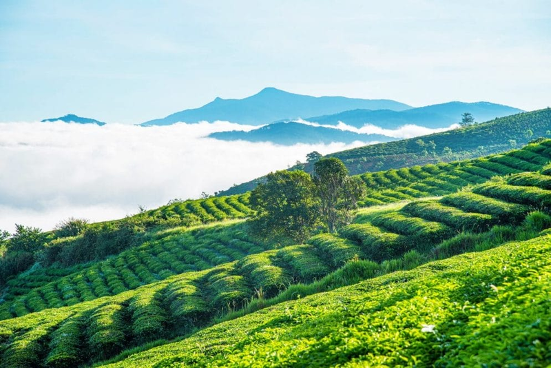 xã, phường mới của Đà Nẵng 5