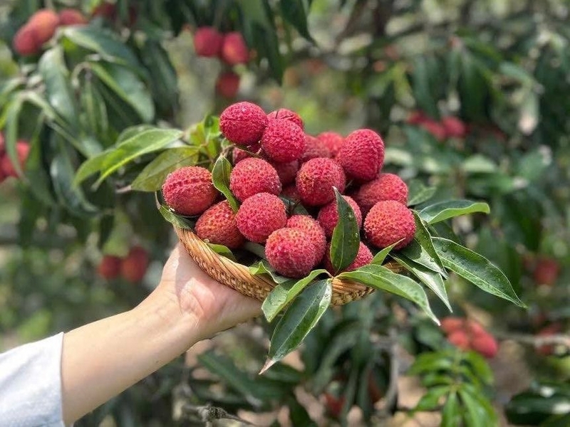 Kem vải sữa dừa 1