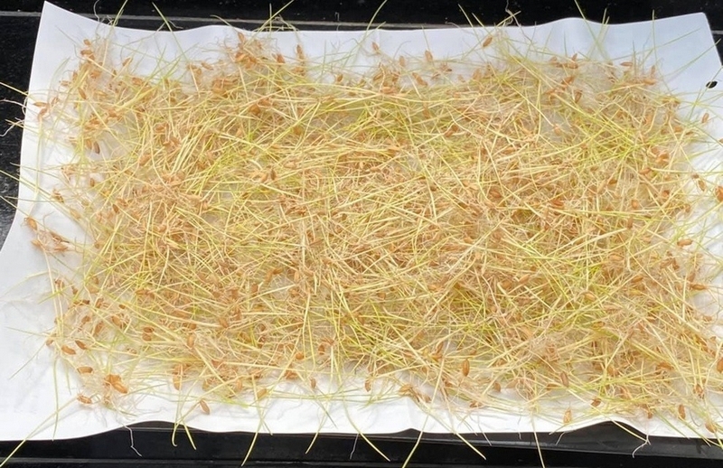 kẹo mạch nha ảnh 3