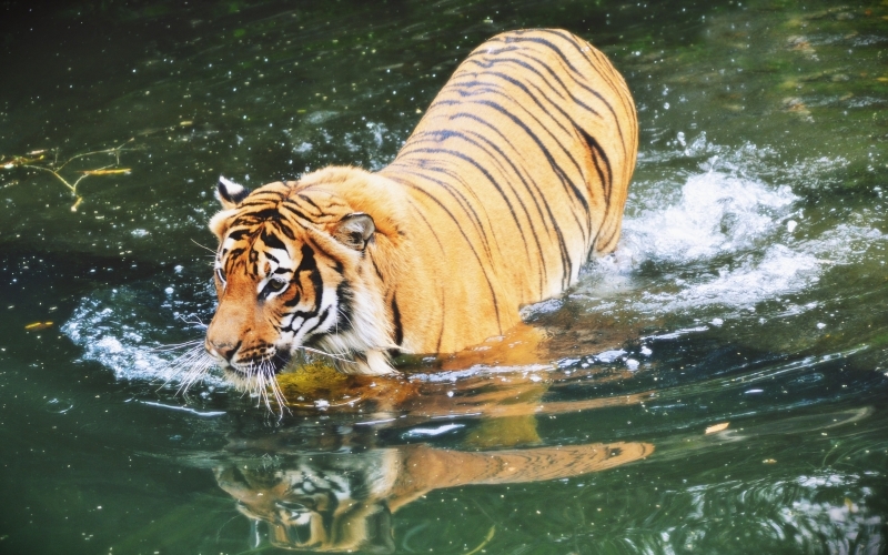 Kí tự con vật hoang dã