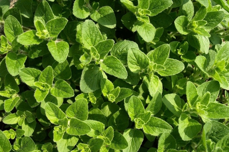 lá oregano ảnh 1