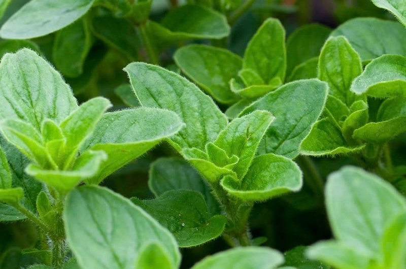 lá oregano ảnh 2