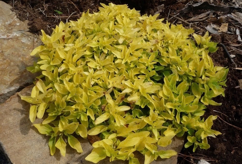 lá oregano ảnh 3