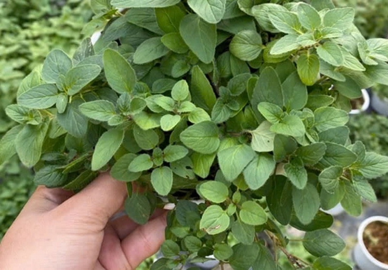 lá oregano ảnh 7