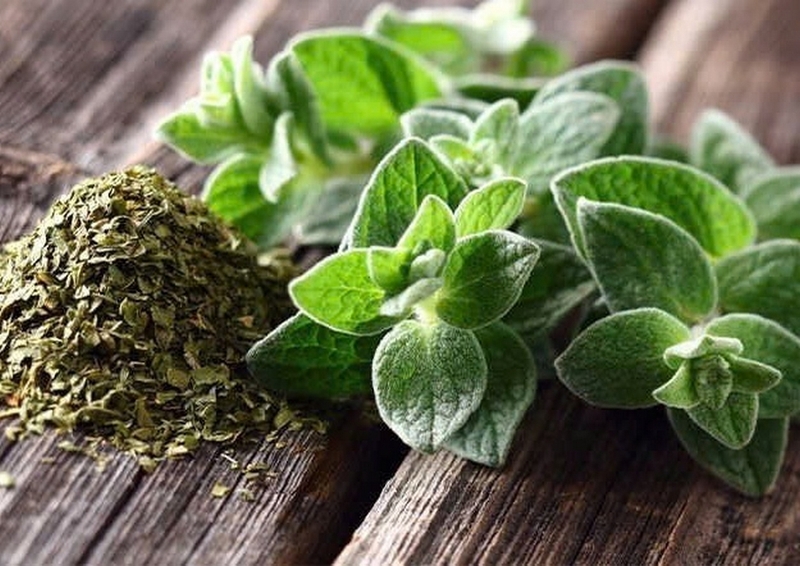 lá oregano ảnh 8
