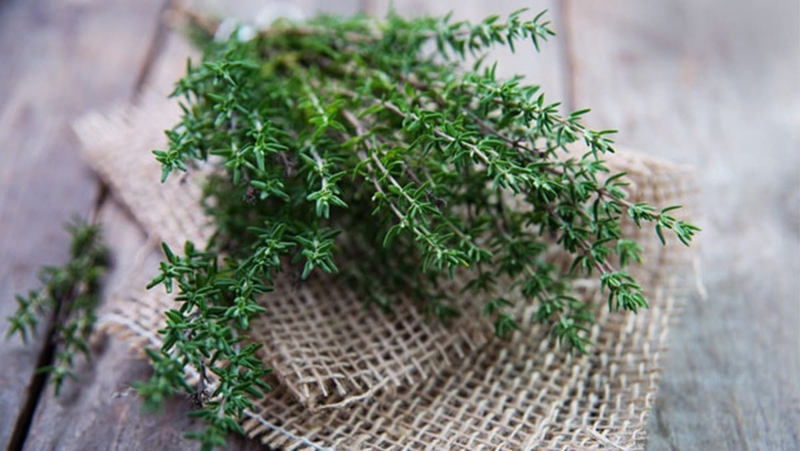 Lá xạ hương 3