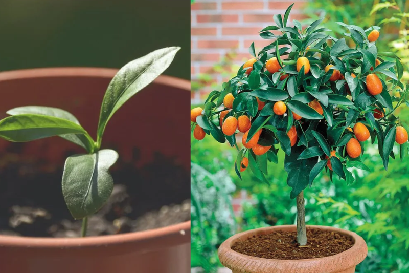 Làm thế nào để quất ra quả đúng dịp Tết (2)