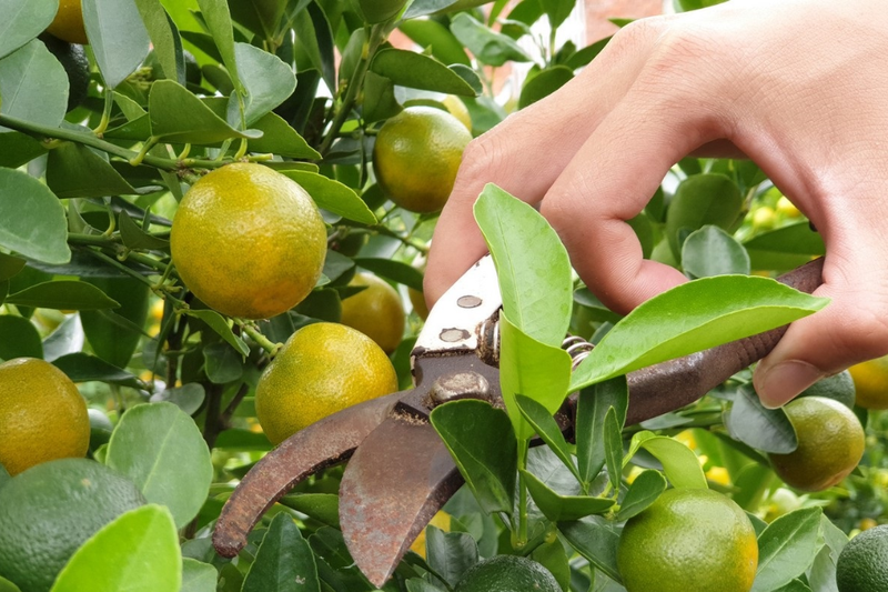Làm thế nào để quất ra quả đúng dịp Tết (4)