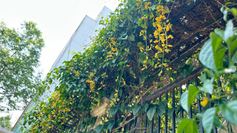 lan hoàng dương 1