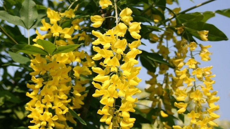 lan hoàng dương 5