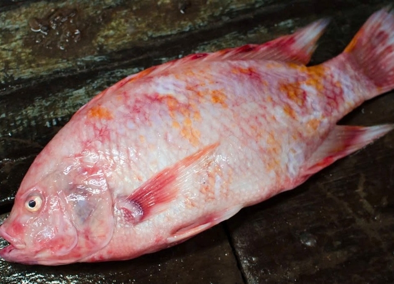 lẩu cà chua ảnh 3