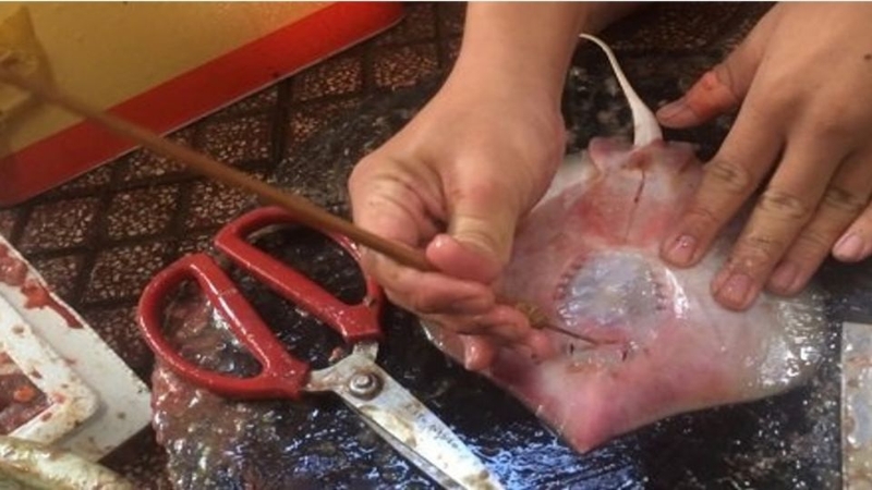 Lẩu cá đuối nấu mẻ 3