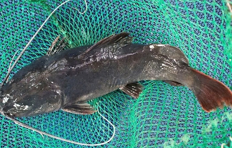 lẩu cá lăng bông so đũa ảnh 1
