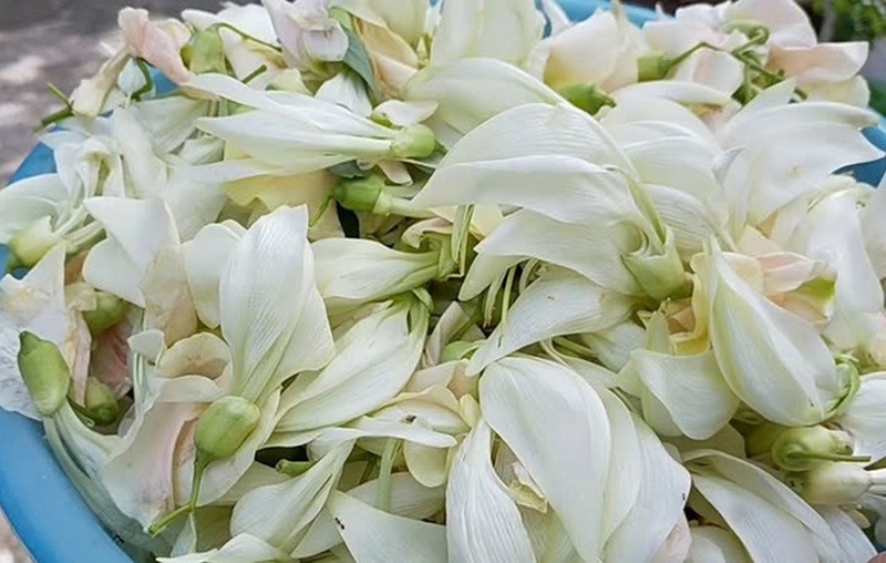 lẩu cá lăng bông so đũa ảnh 2