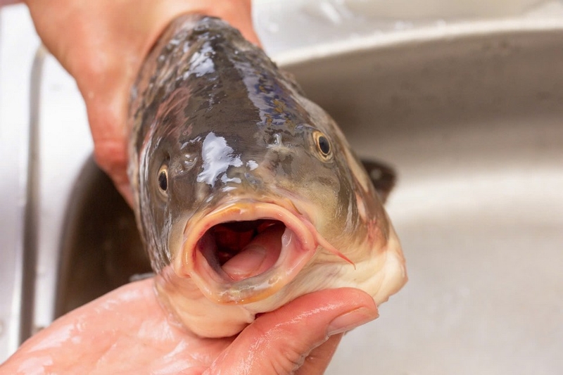 lẩu cá trắm giòn ảnh 2