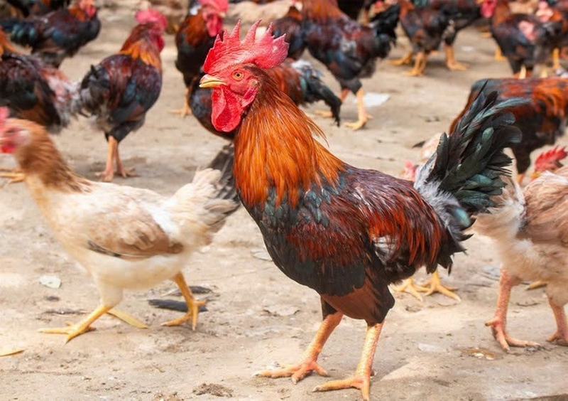lẩu cháo gà ảnh 1
