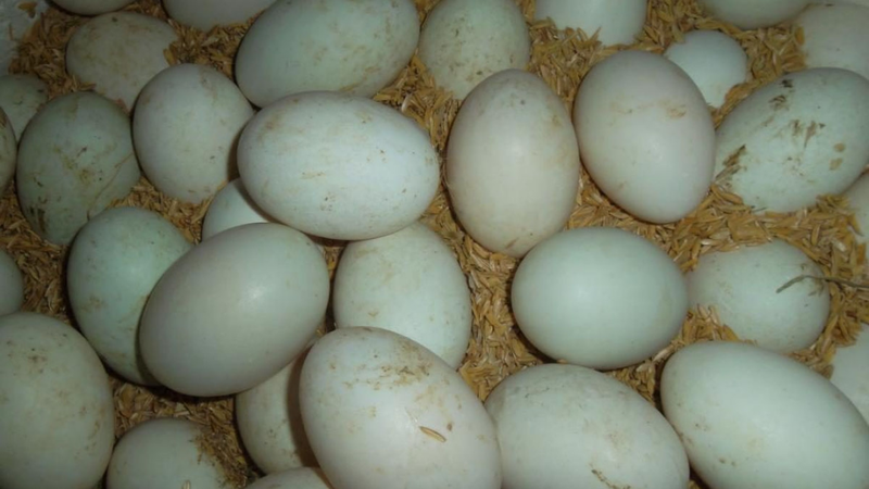 Lẩu hột vịt lộn chua cay 7