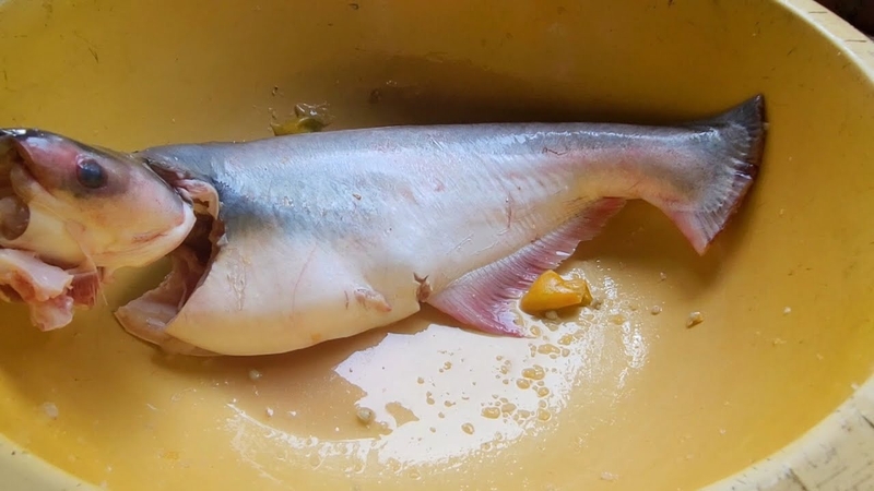 Lẩu mắm cá tra 2