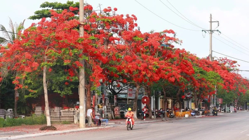 y nghia le hoi hoa phuong do la gi