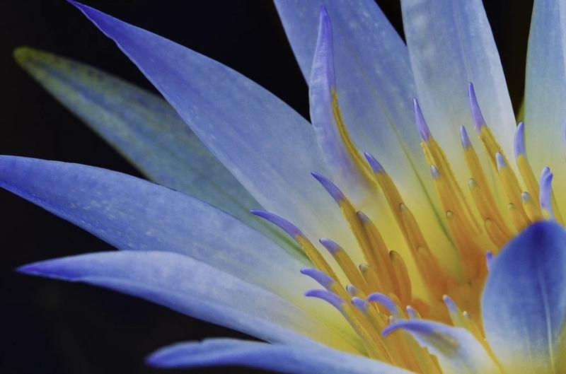 lotus là gì ảnh 1