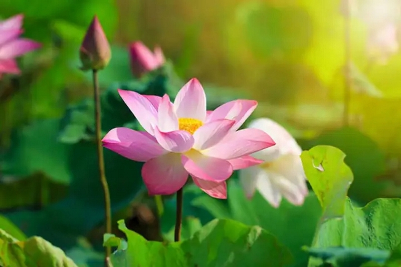 lotus là gì ảnh 2
