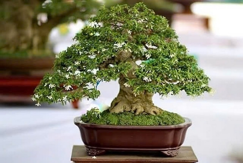 Mai chiếu thủy ảnh 2