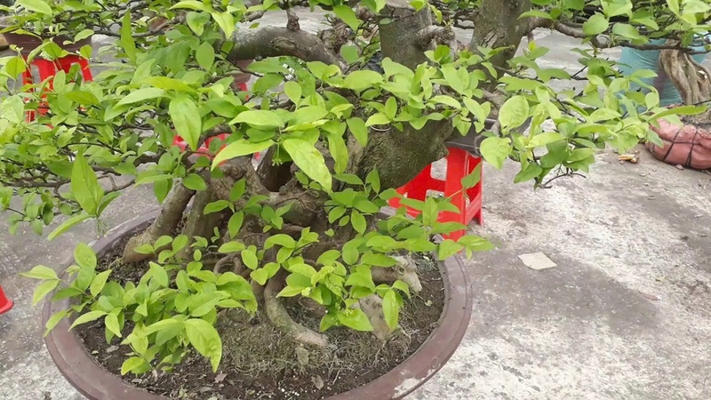 Mai chiếu thủy ảnh 4