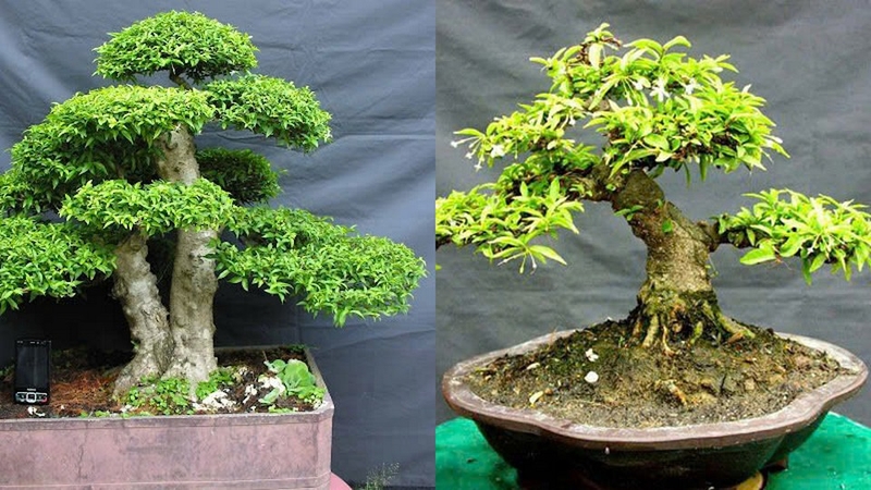 Mai chiếu thủy ảnh 5