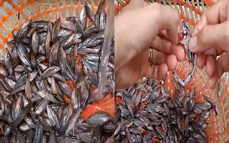 mắm cá lia thia ảnh 2