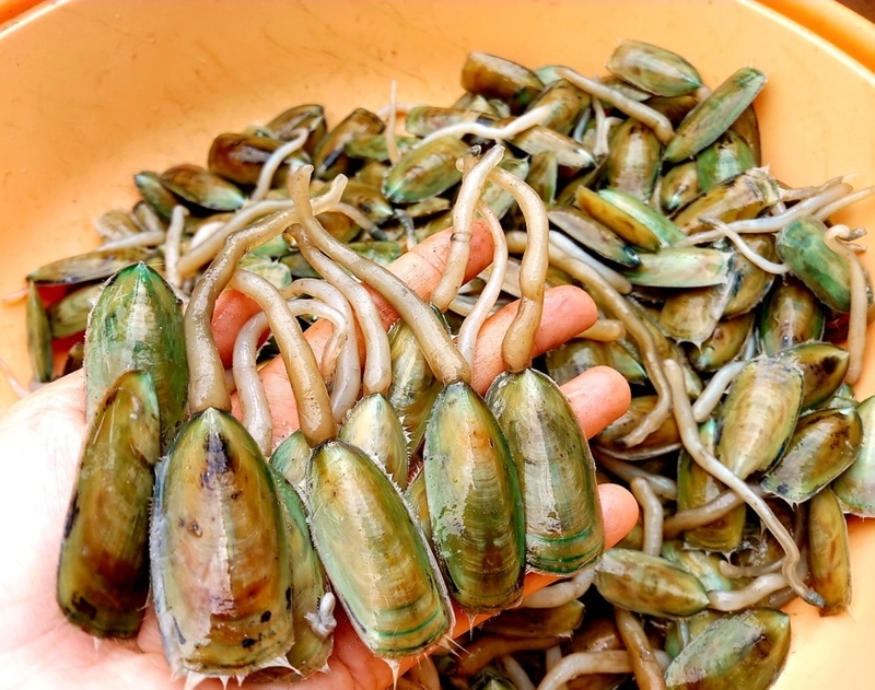 mắm cà xỉu 3