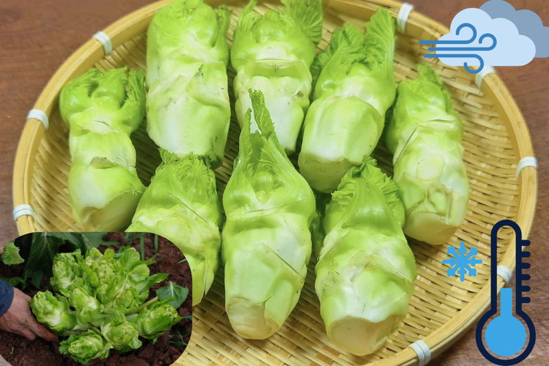 mầm đá luộc (1)