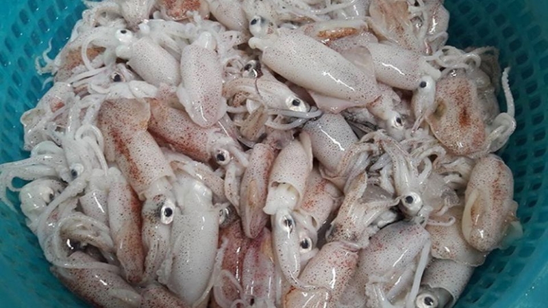 mắm mực 4