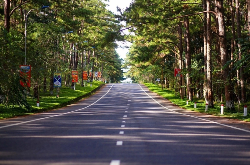 măng đen ở tỉnh nào ảnh 1