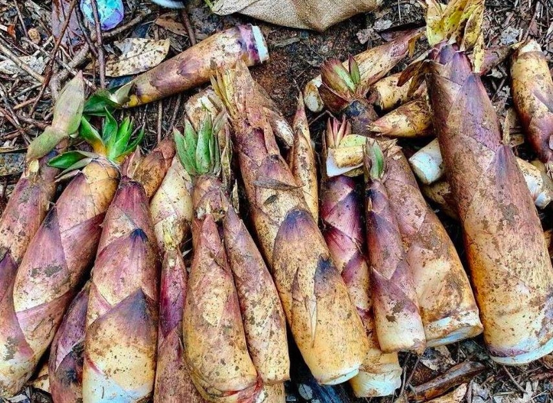 Măng vầu là gì làm món gì ngon 1