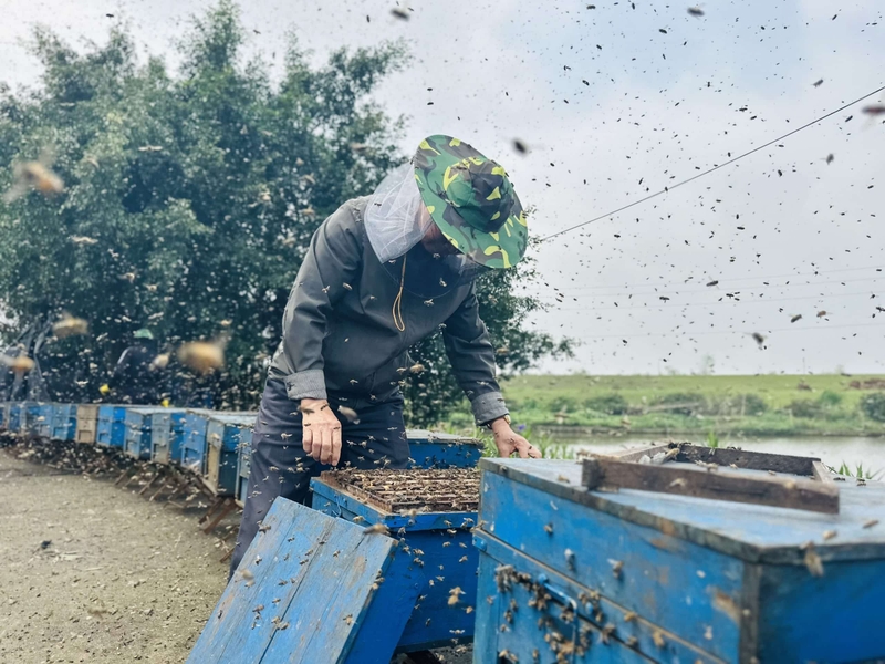 Mật ong hoa nhãn 2