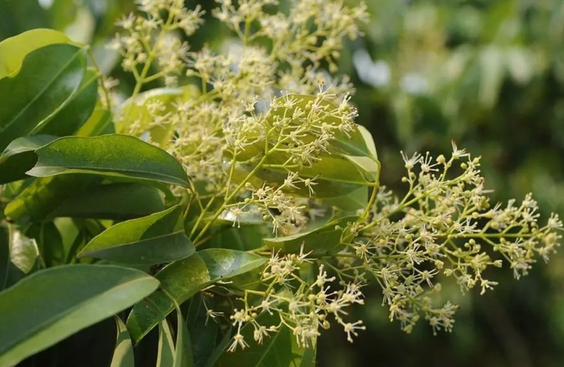 mật ong hoa vải ảnh 1