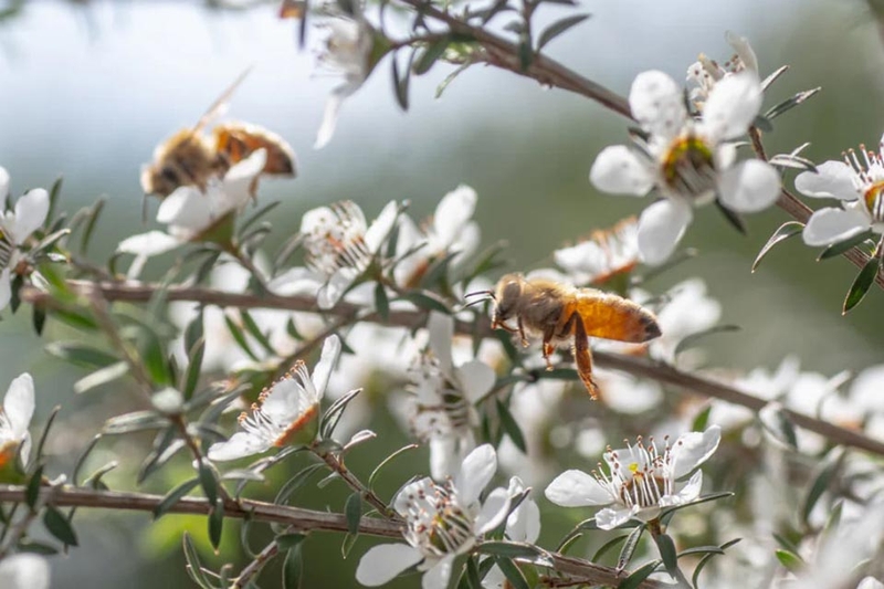 Mật ong Manuka - 06