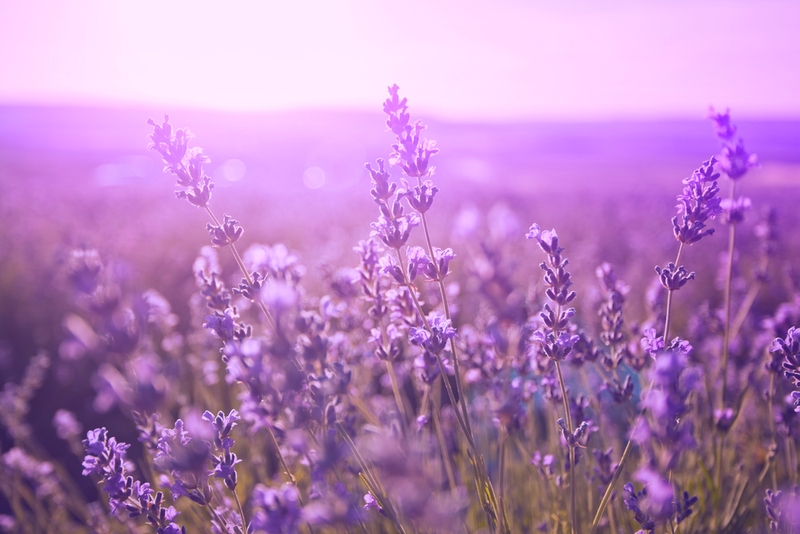 Violet là một sắc tím khá phổ biến trong tiếng Anh