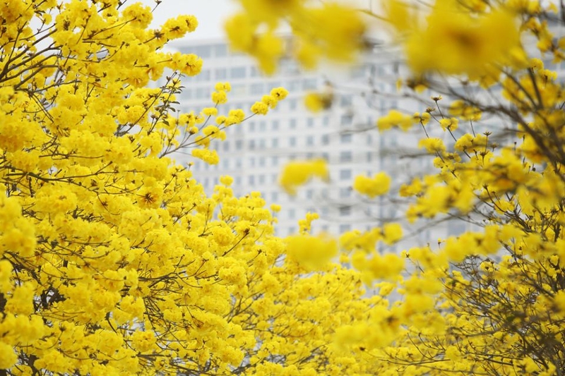 Tìm hiểu về màu vàng tươi