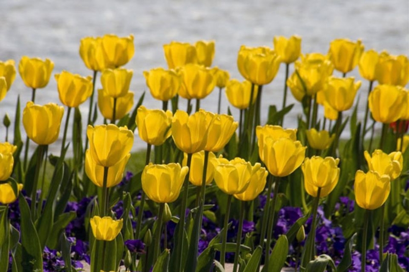 Ý nghĩa của màu vàng tươi trong tình yêu