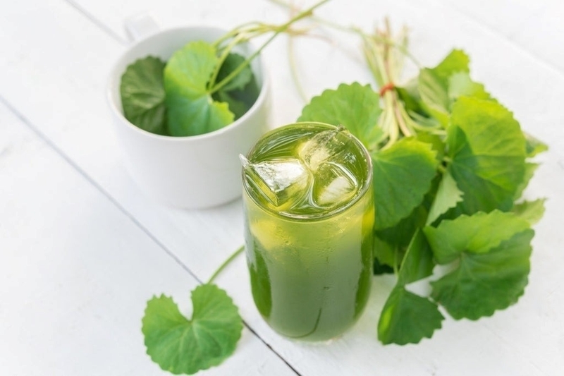 Máy ép chậm có ép rau má được không? (hình 6)