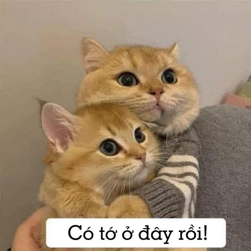 Giảm bớt căng thẳng nhờ meme an ủi