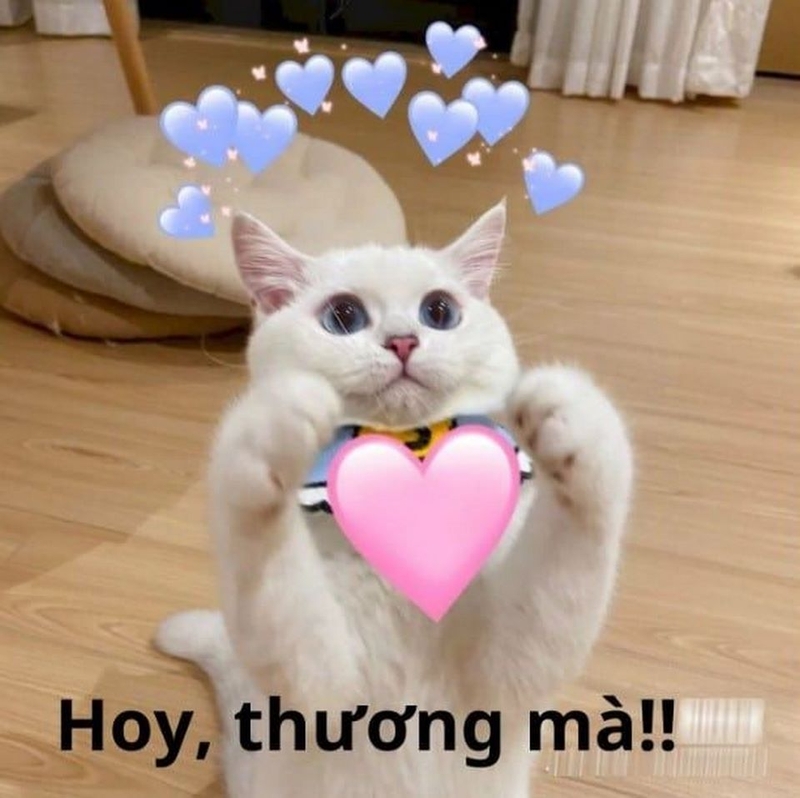 Hình ảnh meme an ủi giúp đối phương bớt căng thẳng